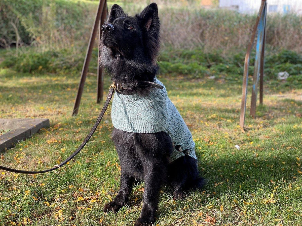 Whisky's sweater | Free knitting pattern for Dog - Biscotte Yarns
