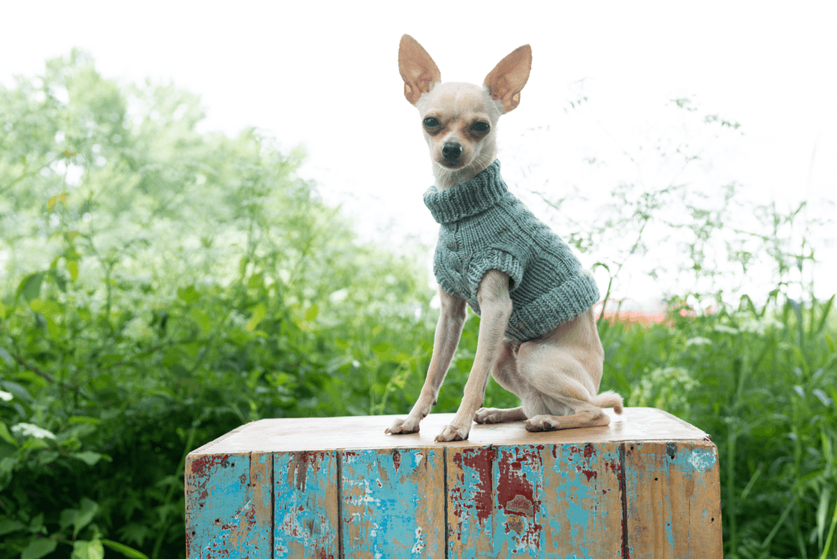 Engel Pullover | Dog Pattern - Biscotte Yarns