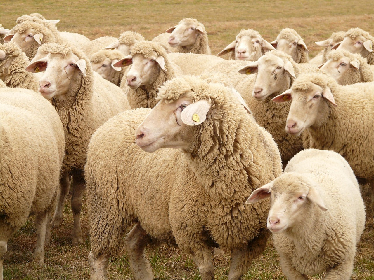 Modern wool production : from sheep to skein