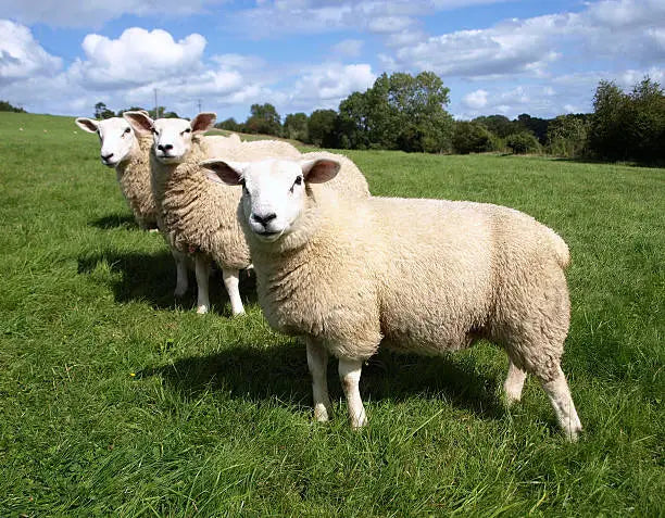 Sheep Breeds and Their Fibers in Hand Knitting