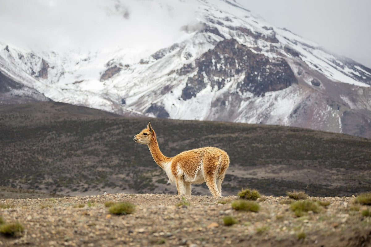 Knitting Yarns Made from Camelid Fibers