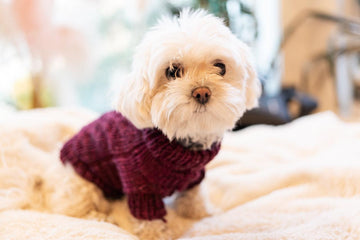 Engel Pullover | Dog Pattern - Biscotte Yarns