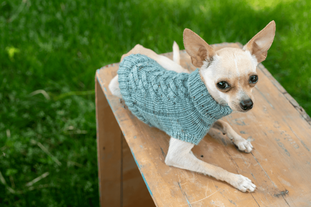 Engel Pullover | Dog Pattern - Biscotte Yarns