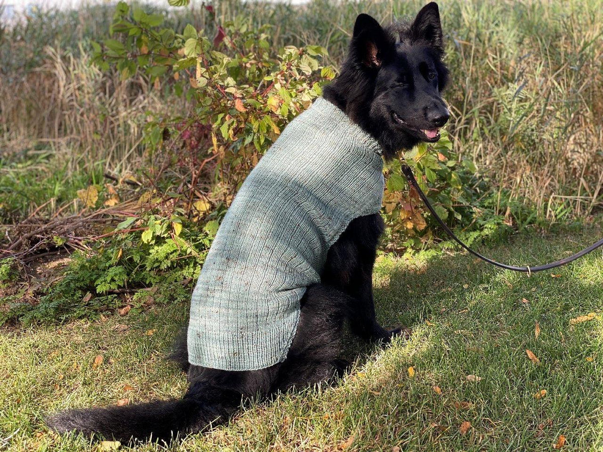 Whisky's sweater | Free knitting pattern for Dog - Biscotte Yarns