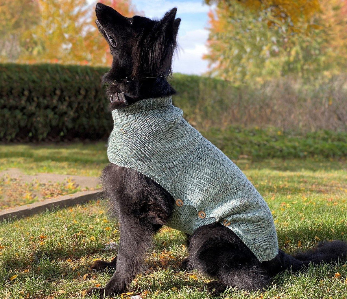 Whisky's sweater | Free knitting pattern for Dog - Biscotte Yarns