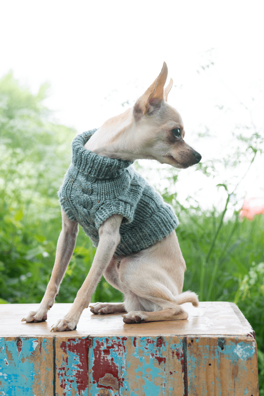 Engel Pullover | Dog Pattern - Biscotte Yarns