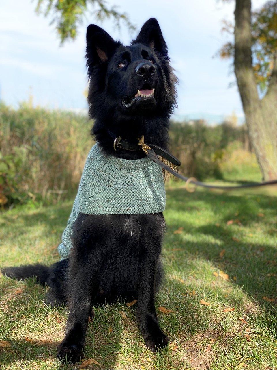 Whisky's sweater | Free knitting pattern for Dog - Biscotte Yarns