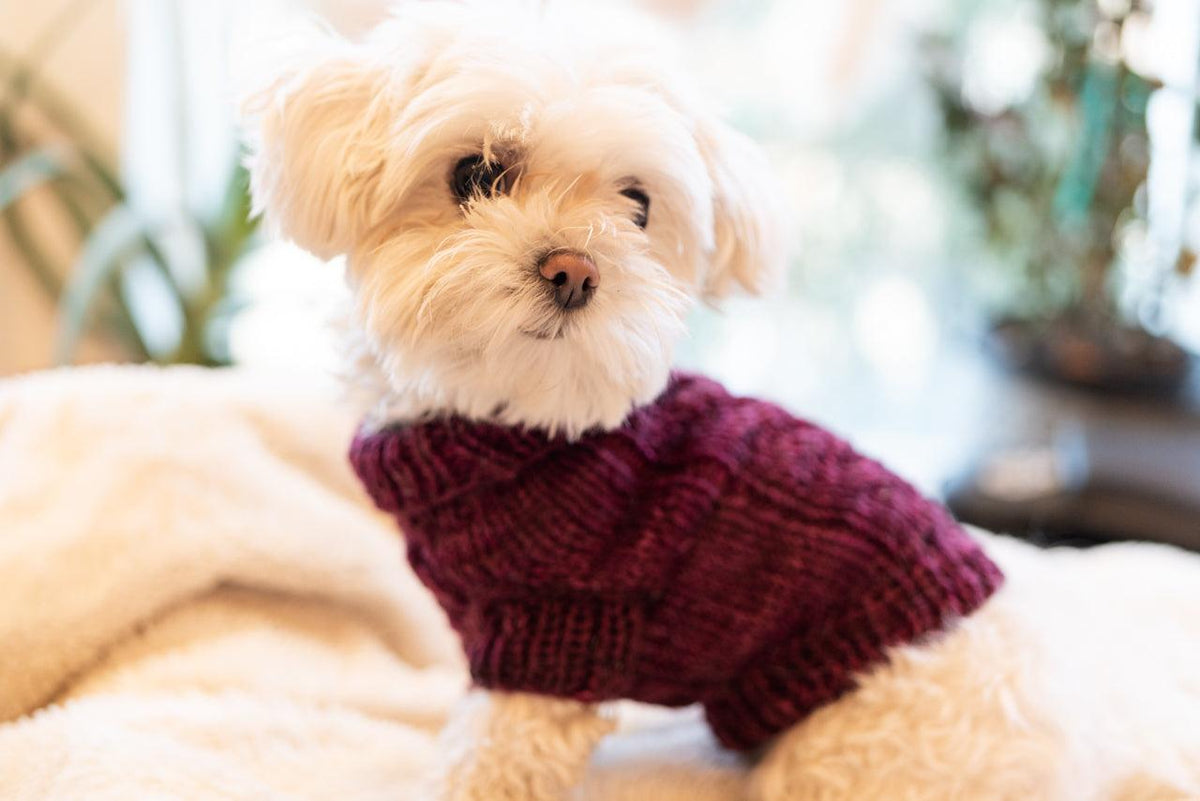 Engel Pullover | Dog Pattern - Biscotte Yarns