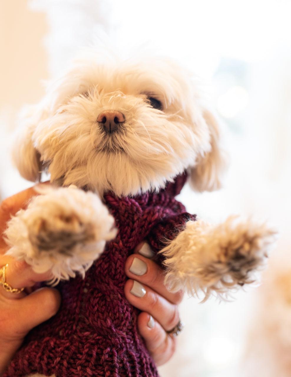 Engel Pullover | Dog Pattern - Biscotte Yarns