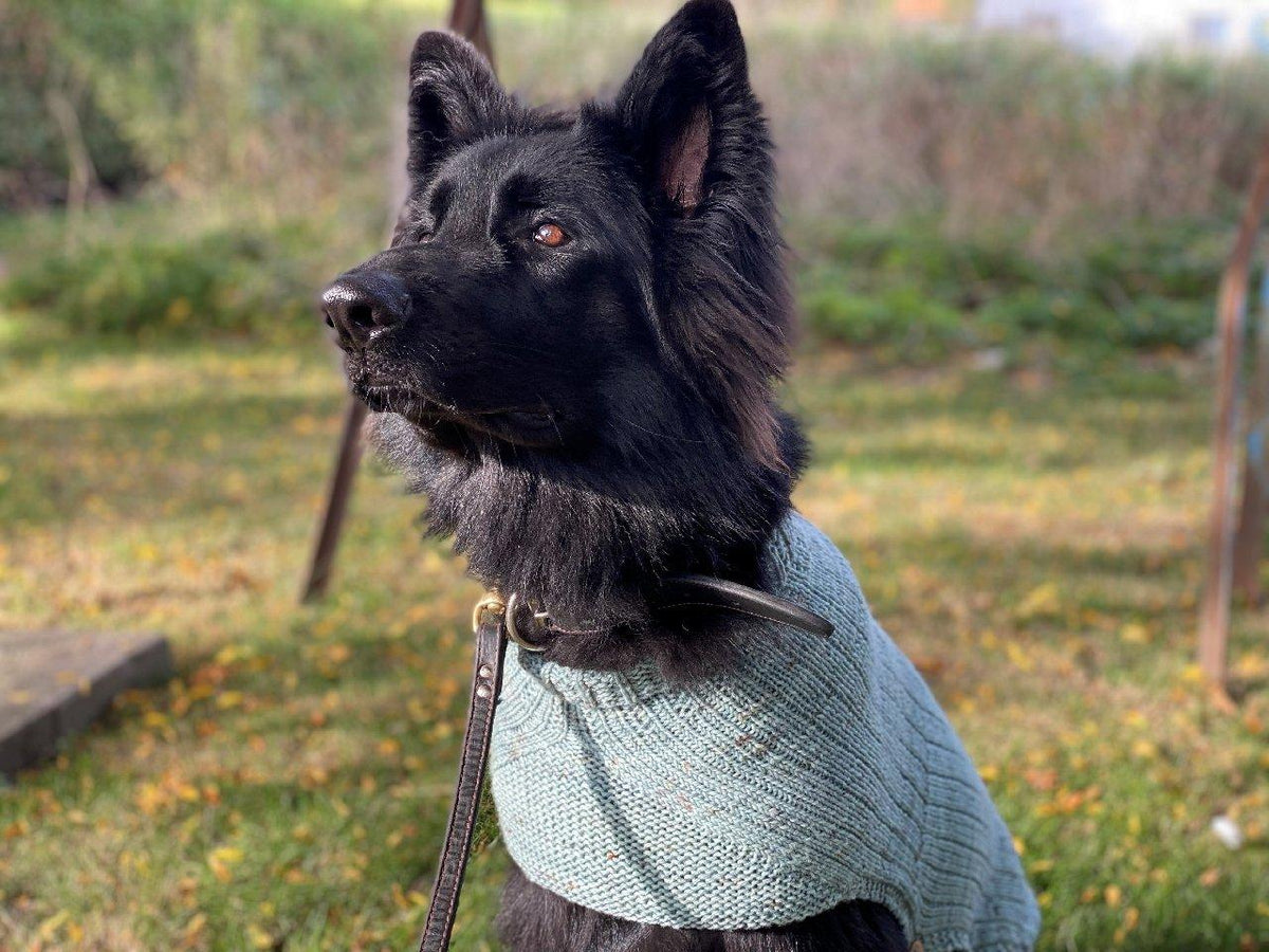 Whisky's sweater | Free knitting pattern for Dog - Biscotte Yarns