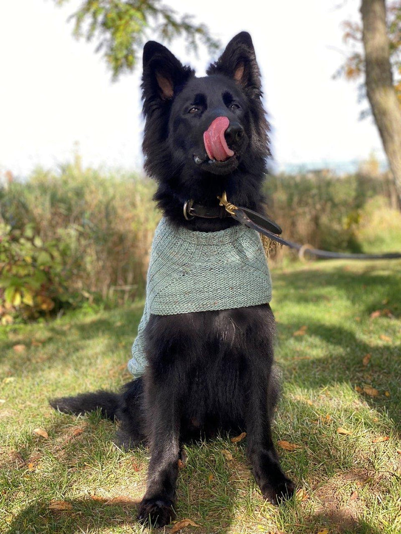 Whisky's sweater | Free knitting pattern for Dog - Biscotte Yarns